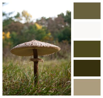 Mushroom Autumn Large Parasol Fungus Image